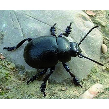 Insecticefa Plus